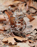 2011/03/19-24 Backyard Fox Sparrow