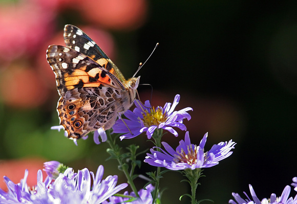Painted Lady (Vanessa cardui) on Aster