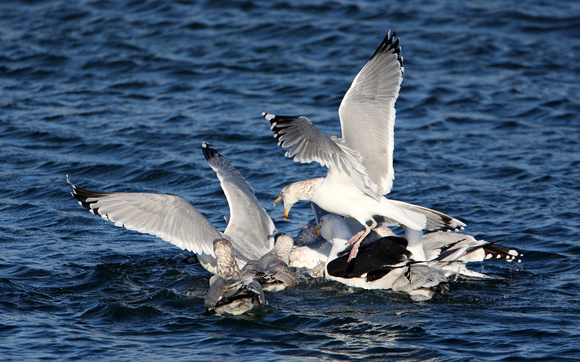 Herring & Great Black-backed Gulls