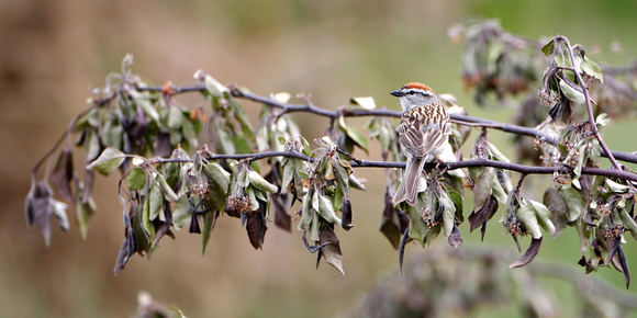 Chipping Sparrow on a Withered Limb
