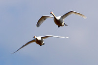 Mute Swans in Flight