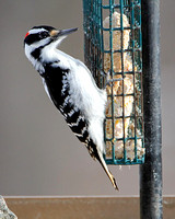 Hairy Woodpecker (Picoidas villosus)