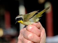 Male Common Yellowthroat