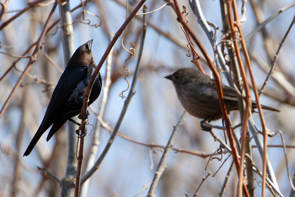 Brown-headed Cowbird Courtship Display
