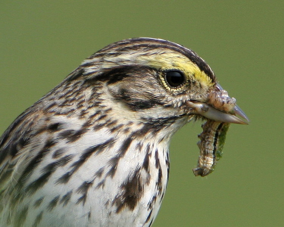 Savannah Sparrow Closeup