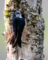 Tree Swallow Nesting
