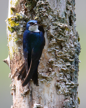 Tree Swallow Nesting
