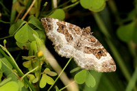 White-banded Toothed Carpet Moth (Epirrhoe alternata)