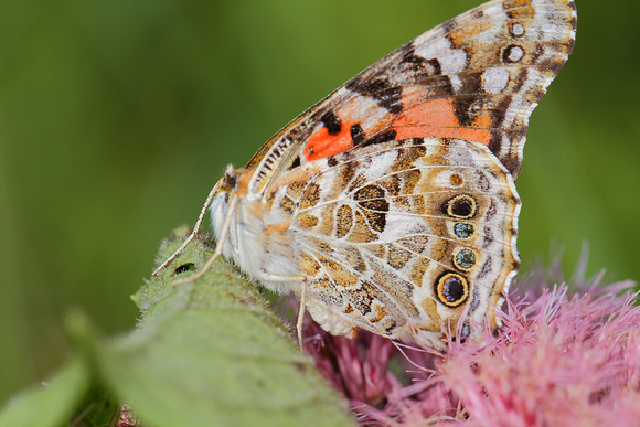 Painted Lady (Vanessa cardui) ... immobilized by a Praying Mantis?