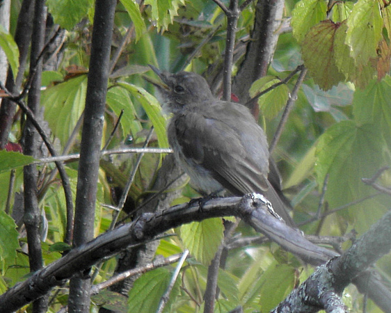 Juvenile Eastern Kingbird