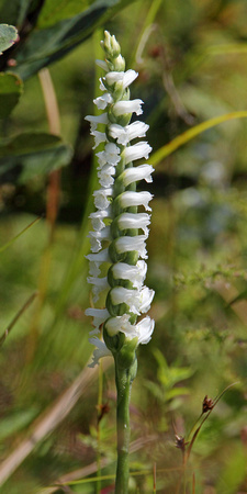 Ladies'-tresses (Spiranthes casei) Orchid
