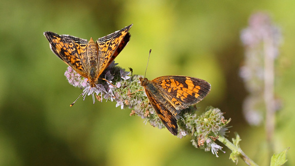Pearl Crescent (Phyciodes tharos) Courtship (male left, female right)