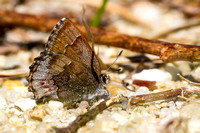 Hoary Elfin (Callophrys polios) with a black spot