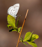 Spring Azure (Celastina ladon) "violacae" morph
