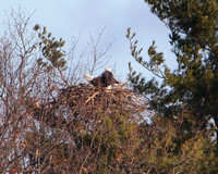 Bald Eagle Nesting Pair