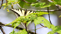 Canadian Tiger Swallowtail (Papilio canadensis), dorsal view