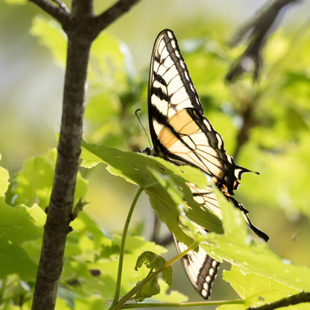 Canadian Tiger Swallowtail (Papilio canadensis), backlit ventral view
