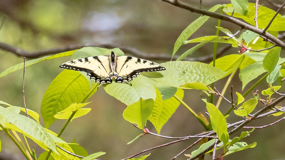 Tiger Swallowtail (Papilio species)