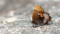 Henry's Elfin (Callophrys henrici), shows damage to its right hind-wing