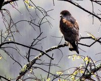 White-tailed Hawk (1280x1024)