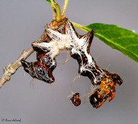 Harris's Three Spot Caterpillar (Harrisimemna trisignata)