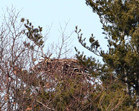 Bald Eagle Nest, cropped view