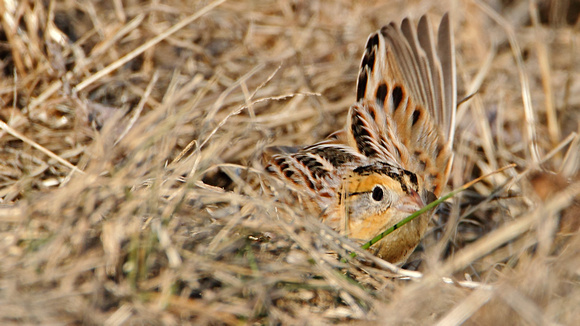 Le Conte's Sparrow (Ammodramus leconteii) ... Takeoff