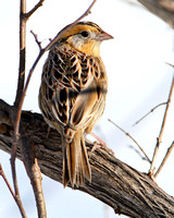 Le Conte's Sparrow (Ammodramus leconteii) ... Perched
