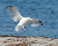 Herring Gull Landing