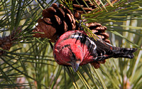 White-winged Crossbill (Loxia leucoptera), male