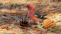 White-winged Crossbill (Loxia leucoptera), 1st year male