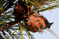 White-winged Crossbill (Loxia leucoptera), 1st year male