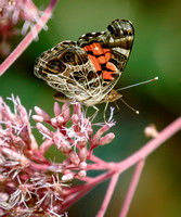 American Lady Butterfly (Vanessa virginiensis )