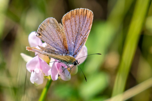 Eastern Tailed Blue Butterfly (Cupido comyntas), male, worn