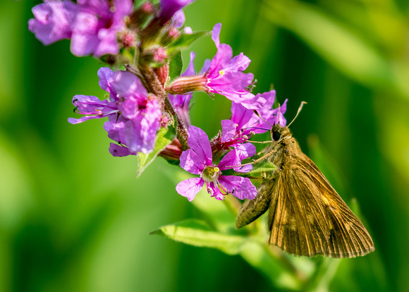 Broad-winged Skipper Butterfly (Poanes viator)