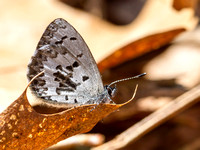 Butterfly Photo Highlights for 2015