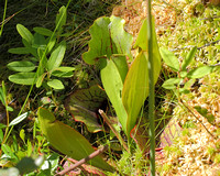 Northern Pitcher Plant (Sarracenia purpurea)