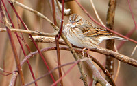 2012/01/25 Northboro Vesper Sparrow