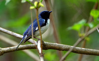 Black-thraoted Blue Warbler
