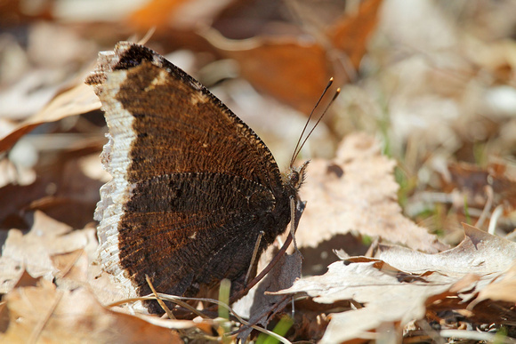 Mourning Cloak (Nymphalis antiopa), ventral view