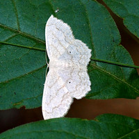 Large Lace-border (Scopula limboundata) Moth