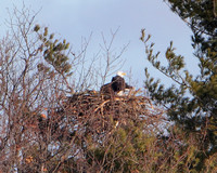 Bald Eagle Nesting Pair