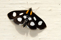 White-spotted Sable Moth (Anania funebris)