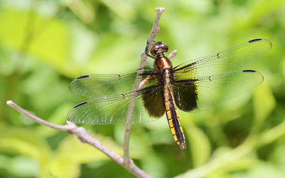 Widow Skimmer Dragonfly (Libellula luctuosa), female