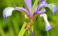 Peck's Skipper (Polites peckius) nectaring on Blue Flag Iris