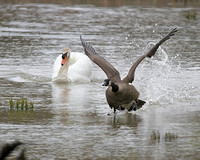 Mute Swan chasing a Canada Goose