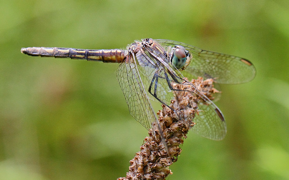 Blue Dasher (Pachydiplax longipennis) Dragonfly, immature male