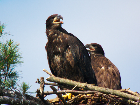 Bald Eagle, female on the left, male on the right.