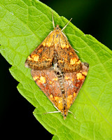 Orange-spotted Mint Moth (Pyrausta orphisalis) #5058, mating