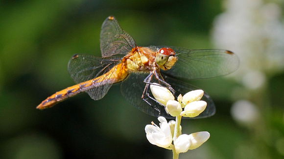 Meadowhawk Dragonfly species (Sympetrum species)